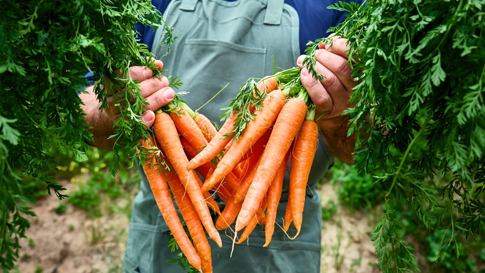 Freshly picked carrots with feathery green tops and long, vibrant orange taproots held in the gardener’s hands.