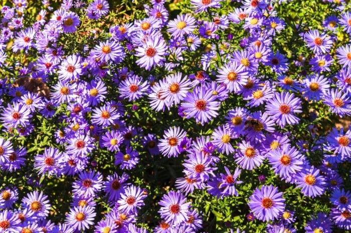 Clusters of blooming full sun perennials - Asters with daisy-like purple petals and golden-yellow centers rise above dense green foliage.