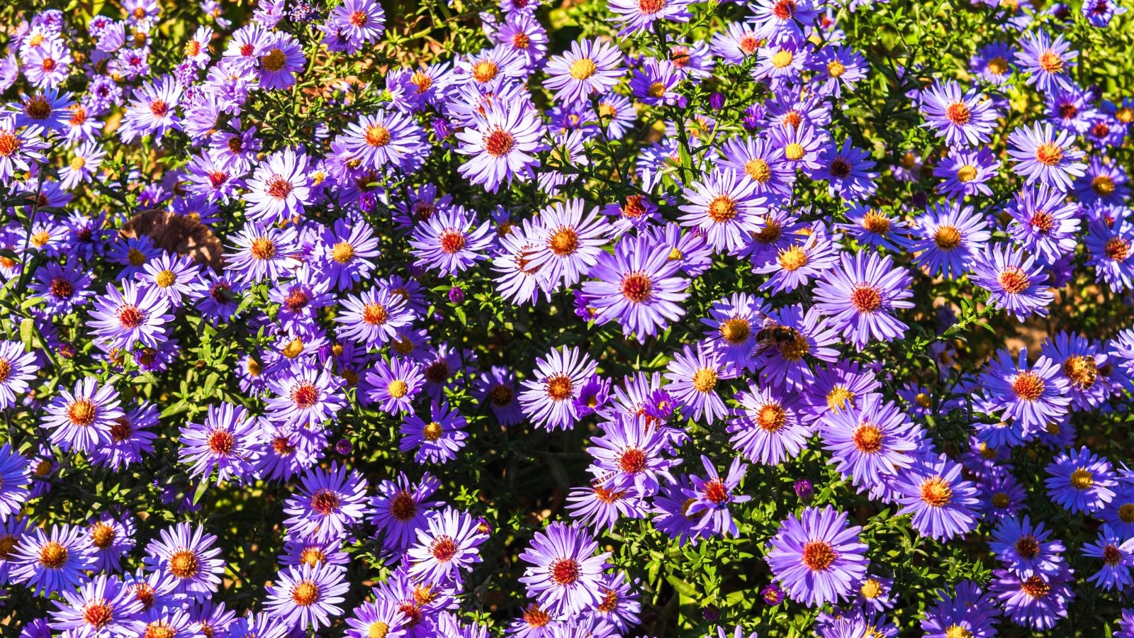 Clusters of blooming full sun perennials - Asters with daisy-like purple petals and golden-yellow centers rise above dense green foliage.