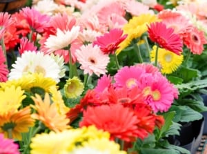 Bright multicolored gerbera daisies with large, layered petals bloom vibrantly in pots on a greenhouse countertop.