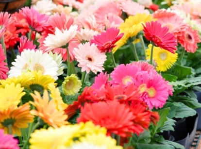 Bright multicolored gerbera daisies with large, layered petals bloom vibrantly in pots on a greenhouse countertop.