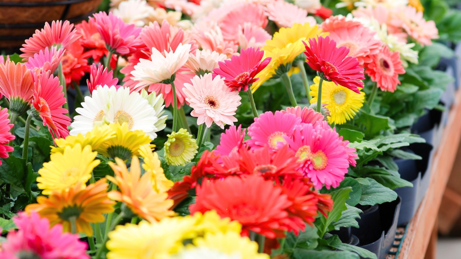 Bright multicolored gerbera daisies with large, layered petals bloom vibrantly in pots on a greenhouse countertop.