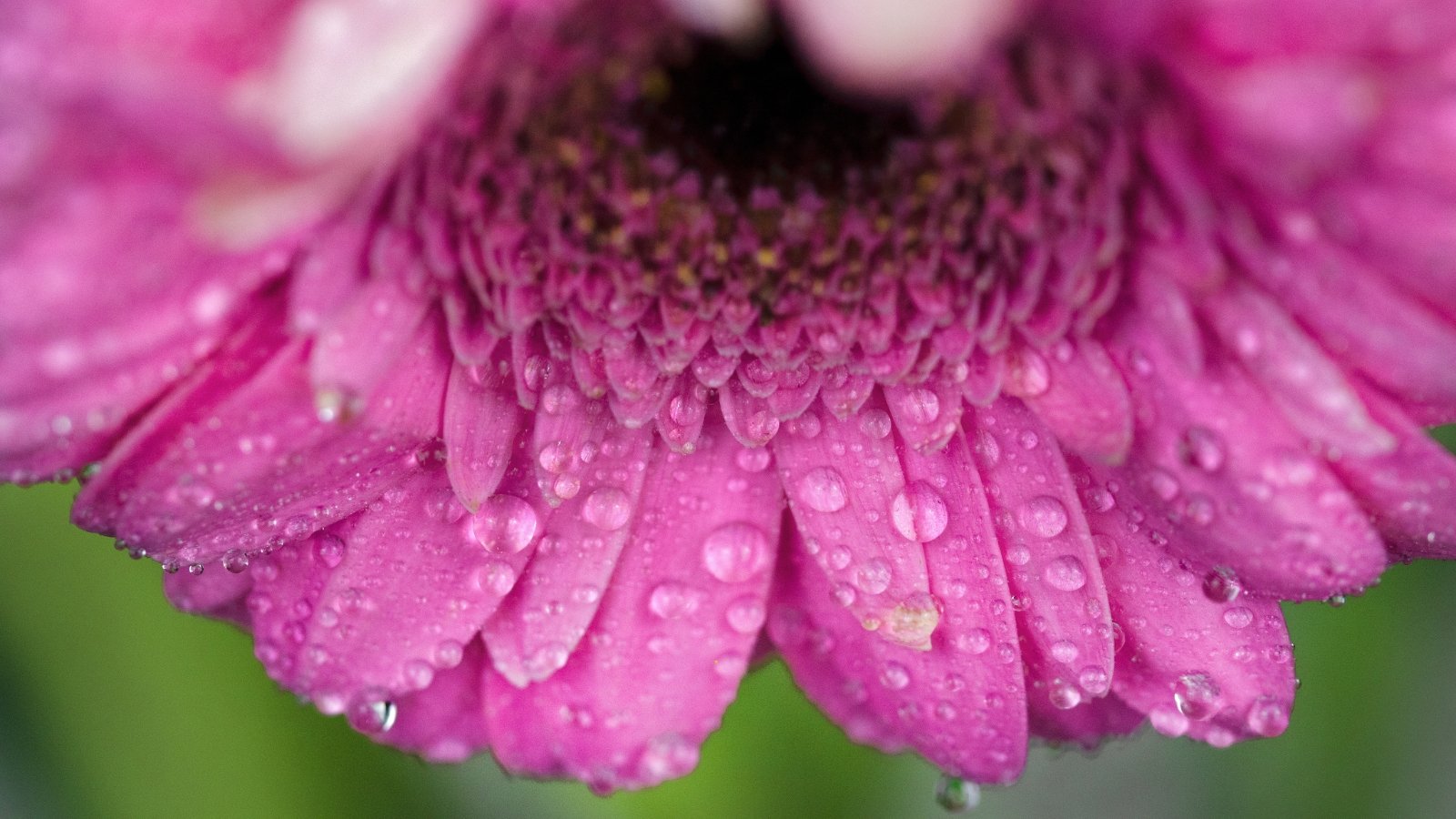 Close-up of a pink gerbera flower with delicate petals covered in glistening water drops.