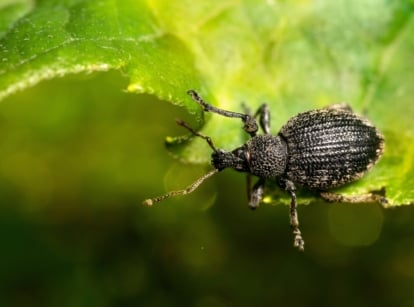 get rid of vine weevils. Small, dark-colored vine weevil beetle with a rough, hard shell and short, bent antennae crawling on a leaf.