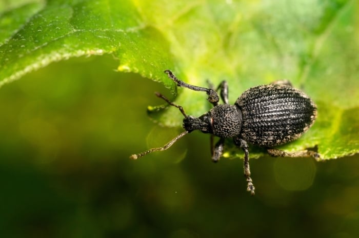 get rid of vine weevils. Small, dark-colored vine weevil beetle with a rough, hard shell and short, bent antennae crawling on a leaf.