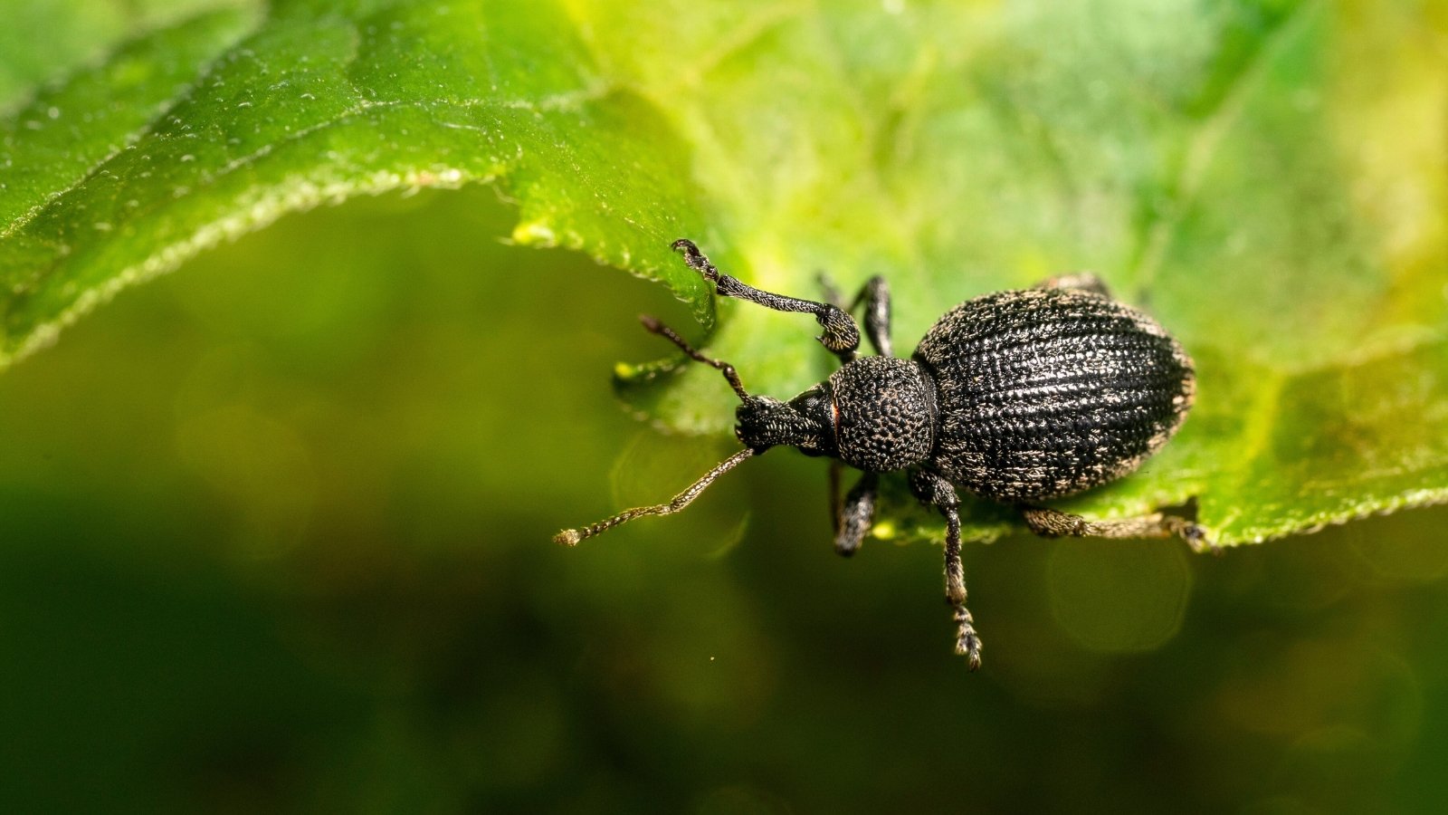 get rid of vine weevils. Small, dark-colored vine weevil beetle with a rough, hard shell and short, bent antennae crawling on a leaf.