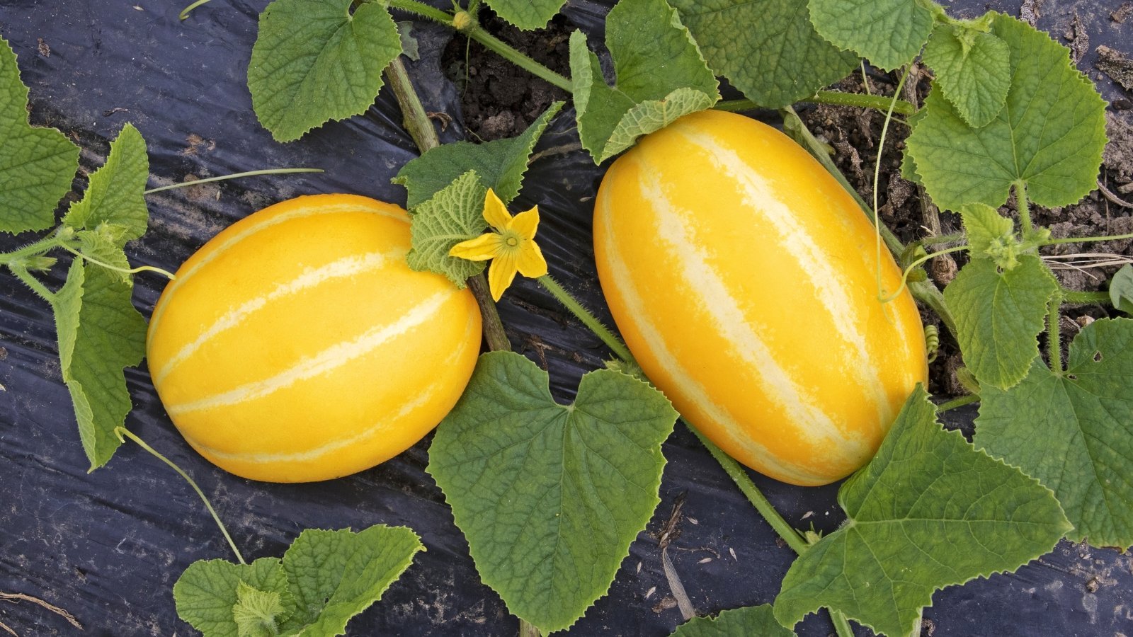 Sprawling green vines with large, lobed leaves supporting oval, golden-yellow melons with pale yellow stripes resting on the mulched soil surface.