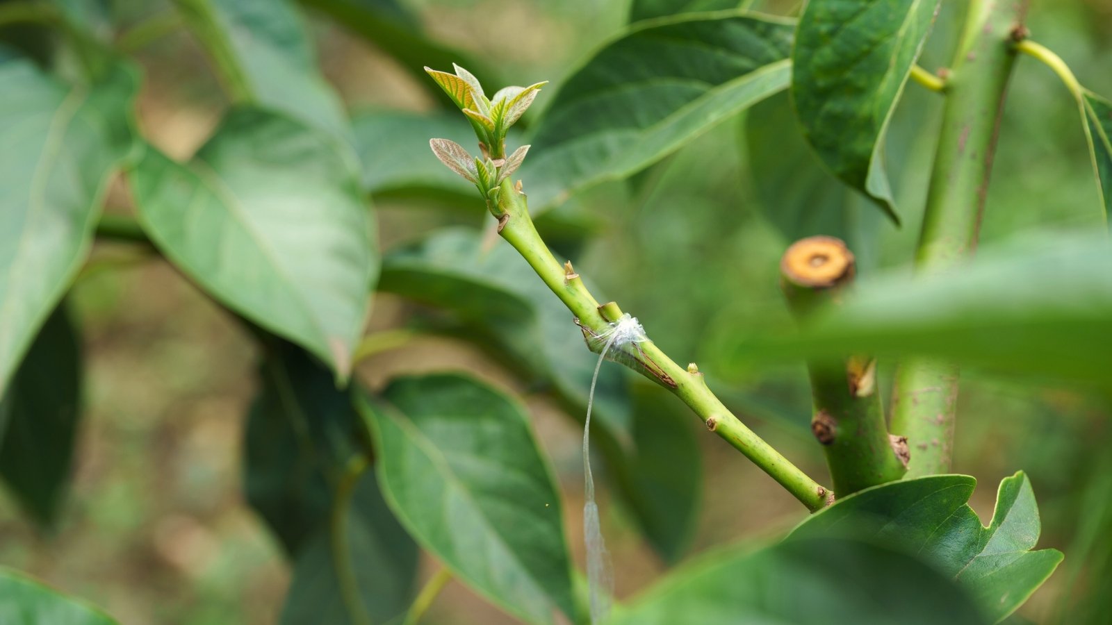 A young avocado plant with a clearly visible grafting point wrapped in tape where two stems join, showing fresh green growth above.