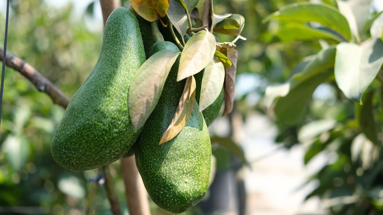 Two large, green, pear-shaped fruits with smooth skin hang from branches with oval green leaves in a sunny garden.