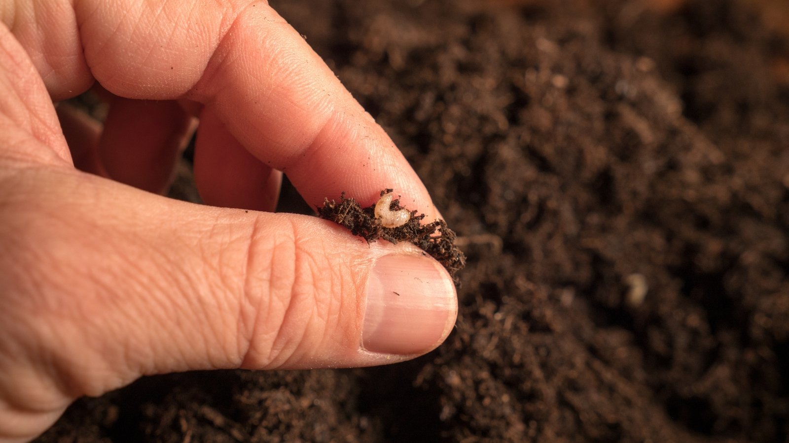 Two fingers hold gently a curved, creamy-white black vine weevil larva with a brown head, against loose soil.