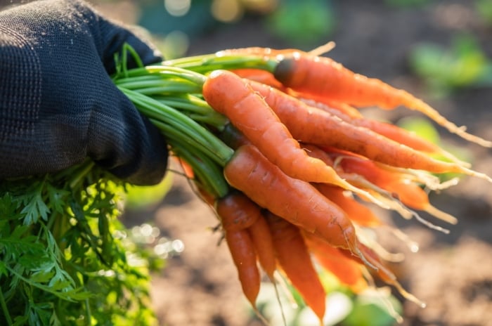 A gloved hand holds a bunch of freshly harvested baby carrots with bright orange roots and feathery green tops still attached.