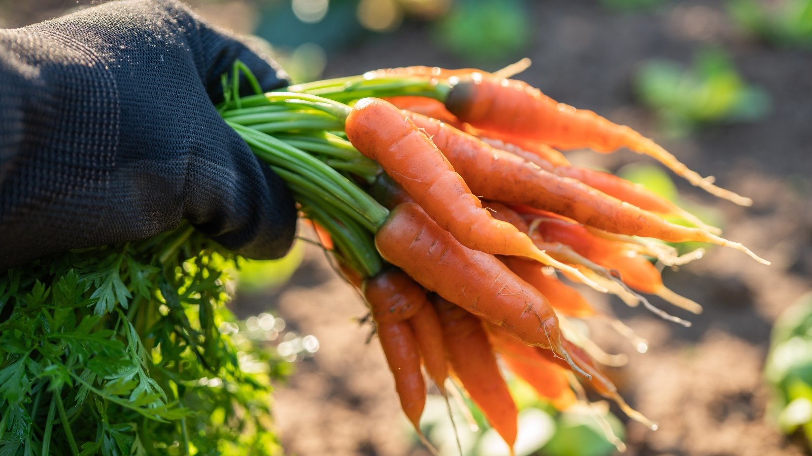 A gloved hand holds a bunch of freshly harvested baby carrots with bright orange roots and feathery green tops still attached.