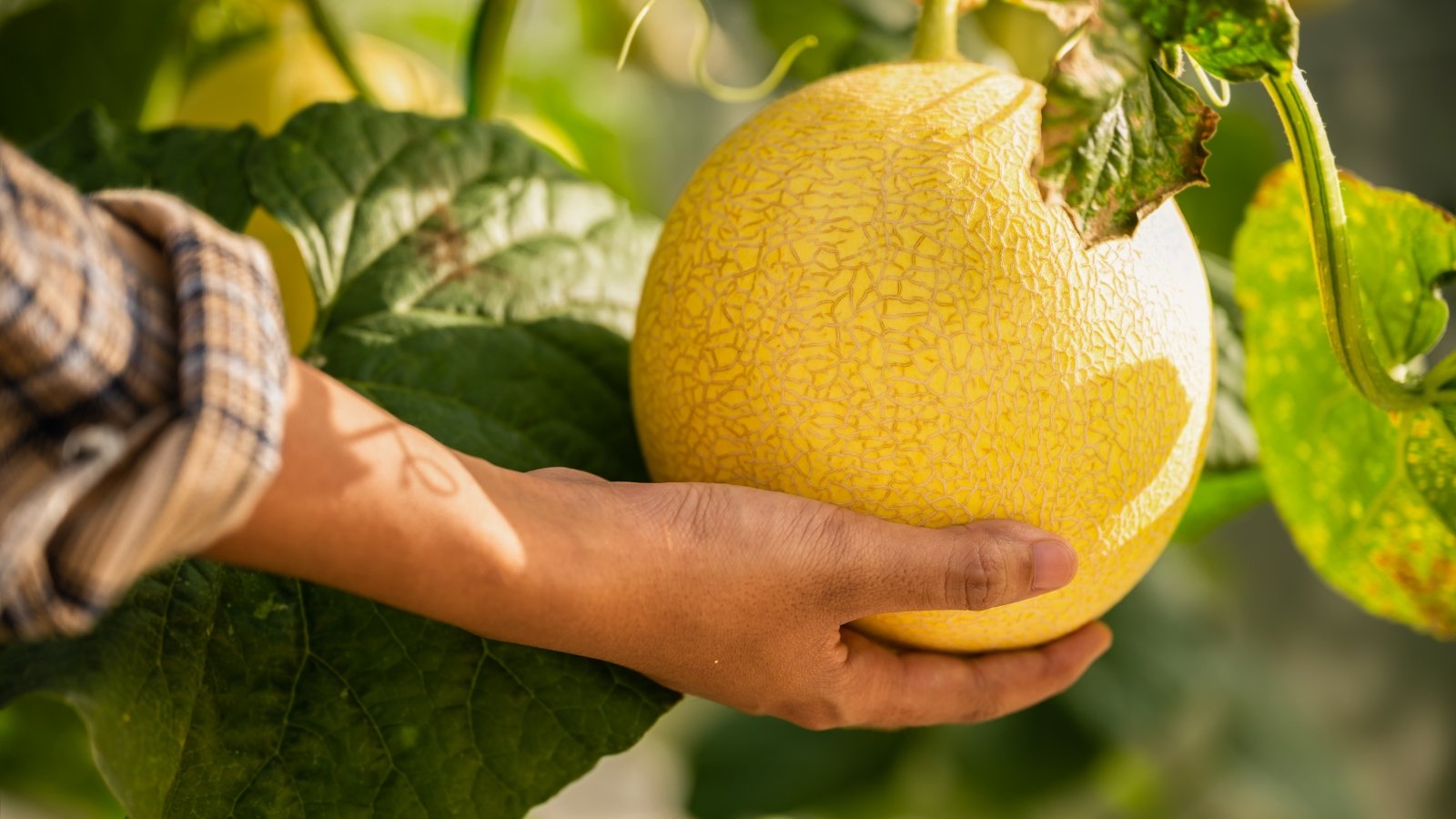 Close up of male hands about to collect ripe bright yellow melon hanging from strong stems among green foliage in a garden.