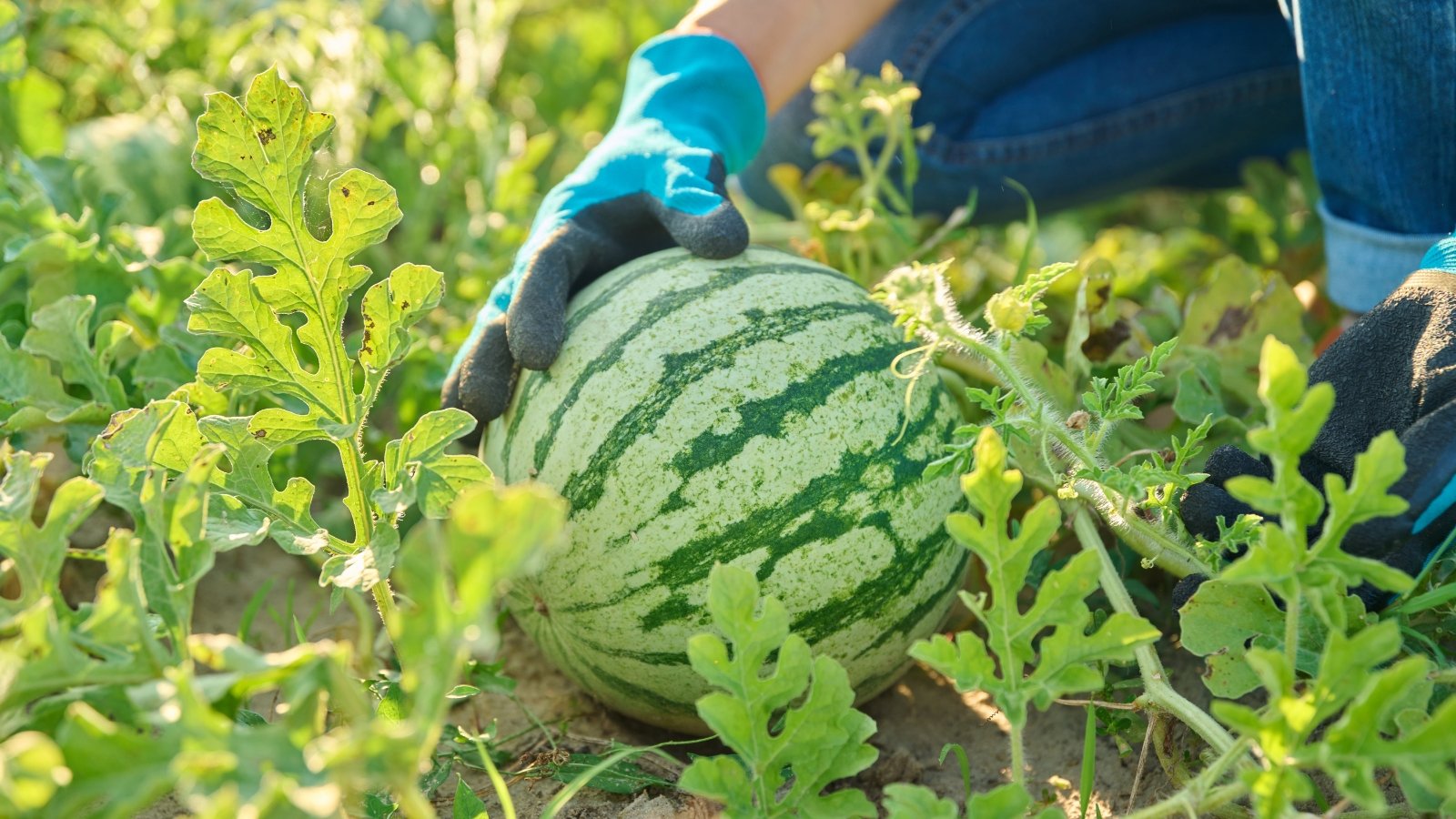 A woman wearing blue gloves harvests a round watermelon with a pale green rind with dark green stripes growing among spreading stems with green lobed leaves in a garden bed.