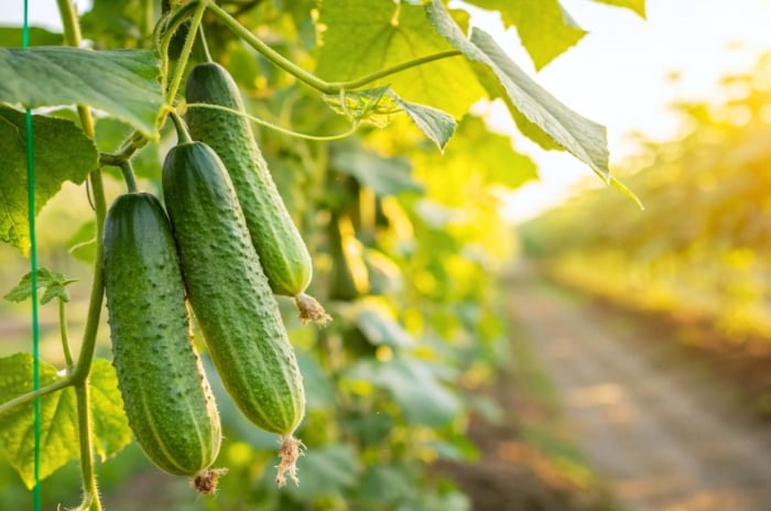 Close-up of ripening cucumbers, one of the heavy feeder veggies, featuring firm, elongated fruits with bumpy skin and tapered ends grow along vigorous vines with large, veined leaves and twisting tendrils.