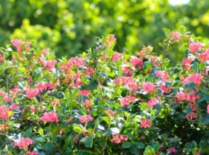 Lush flowering hedge with glossy green leaves and clusters of small pink blossoms, offering vibrant seasonal color and inspiration for charming hedge ideas.
