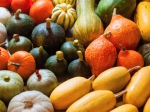 A colorful assortment of heirloom squash varieties displays diverse shapes, textures, and rich hues of orange, green, cream, and mottled patterns.