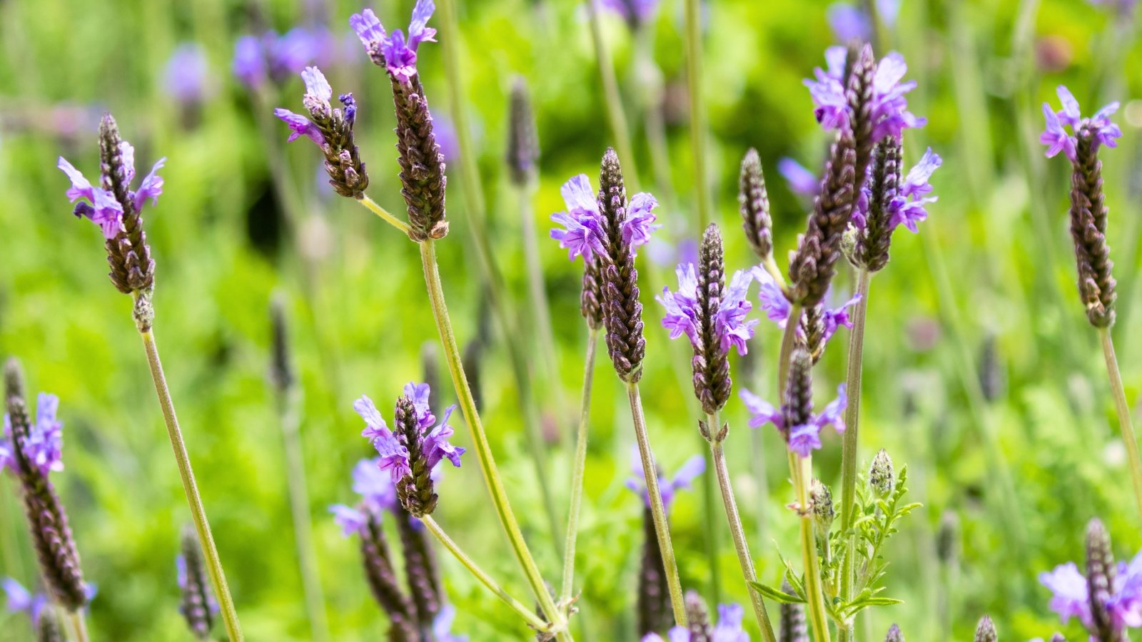 Blooming lavender-blue spikes sway above soft, fern-like leaves with a silvery hue and airy texture, one of the most popular ornamental herbs to plant in June.