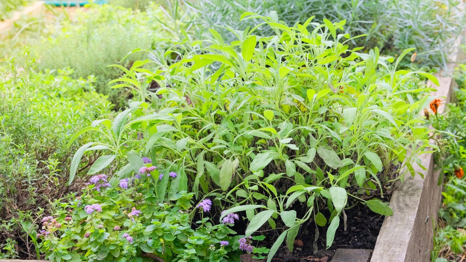 Herbs never plant together. Close-up of a small kitchen herb garden in a wooden raised bed featuring lush mint, sage, rosemary, and other green herbs.