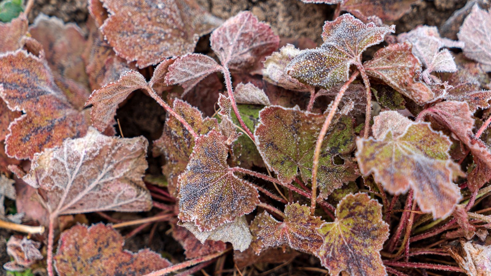 Frost-covered scalloped leaves in shades of burgundy and green shimmer with icy crystals on a compact mound of foliage.