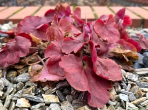 Young heuchera plant with pink-burgundy scalloped leaves, some wilted and drooping, others with dry, crispy edges showing signs of problems.
