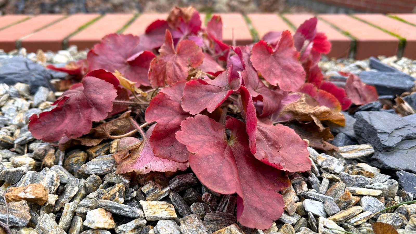 Young heuchera plant with pink-burgundy scalloped leaves, some wilted and drooping, others with dry, crispy edges showing signs of problems.