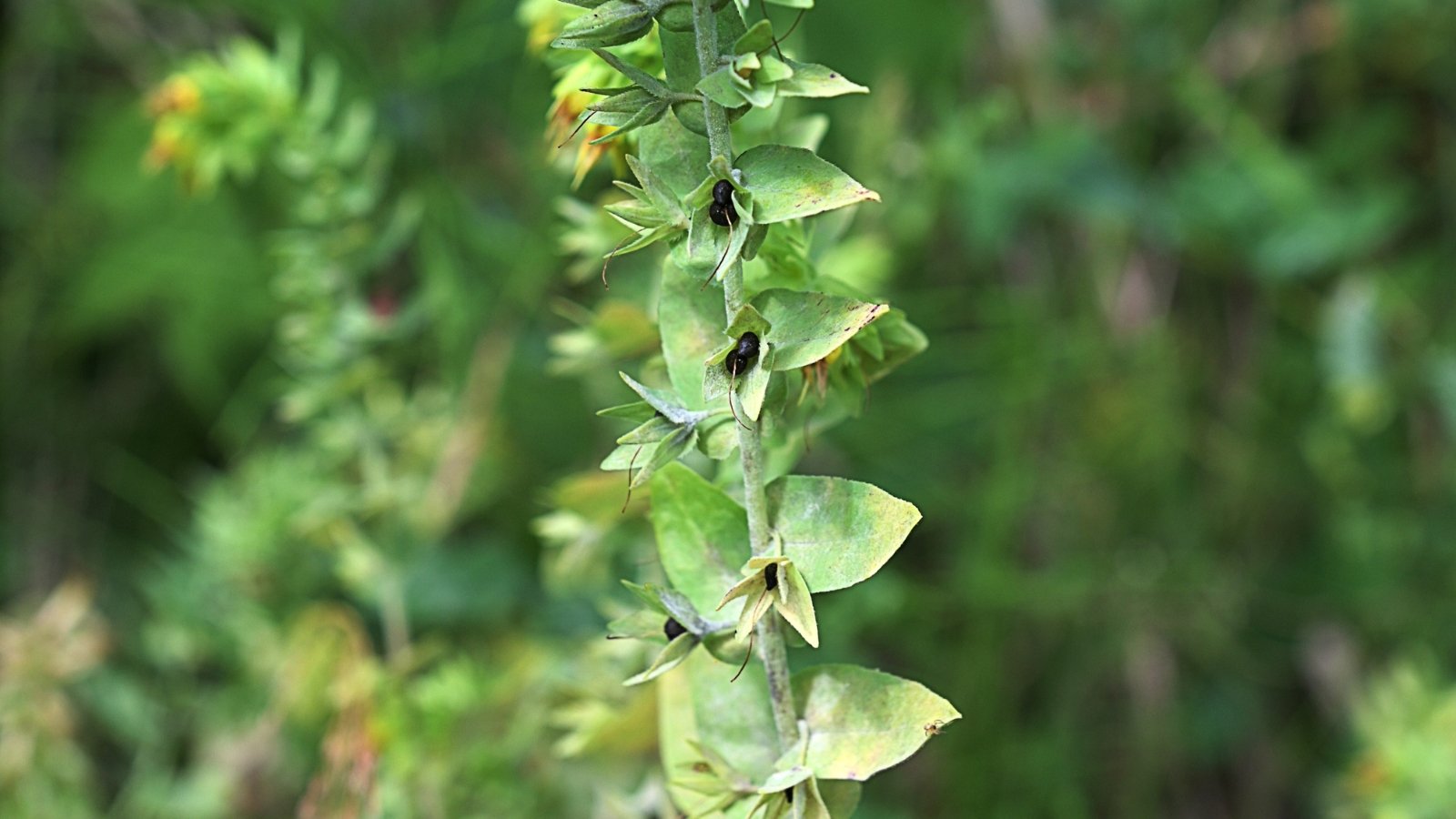 A slender green stem holds glossy black seeds nestled among small green bracts and narrow gray-green leaves.