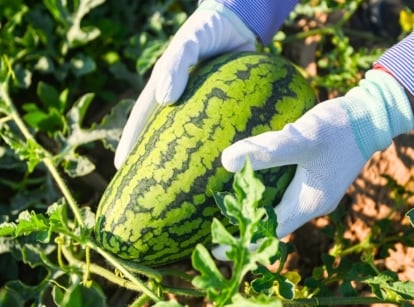 how long watermelons take. Close-up of a gardener's hands in white gloves picking a large oval watermelon with striped green rind growing among creeping stems and green lobed foliage.