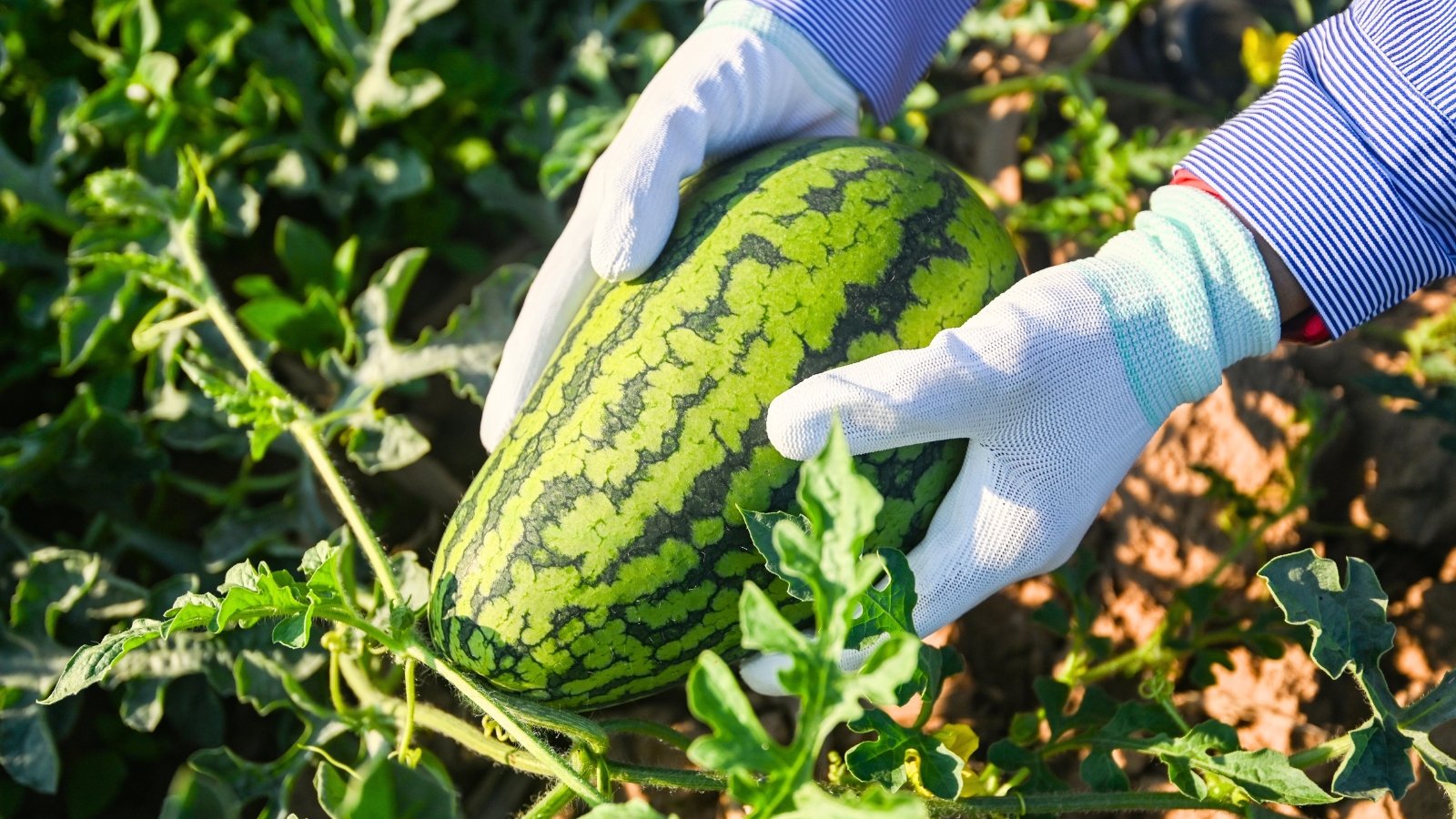 how long watermelons take. Close-up of a gardener's hands in white gloves picking a large oval watermelon with striped green rind growing among creeping stems and green lobed foliage.