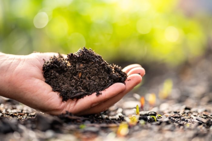 Close-up of a gardener's hand holding a handful of fresh, wet black compost for fast soil improvement.