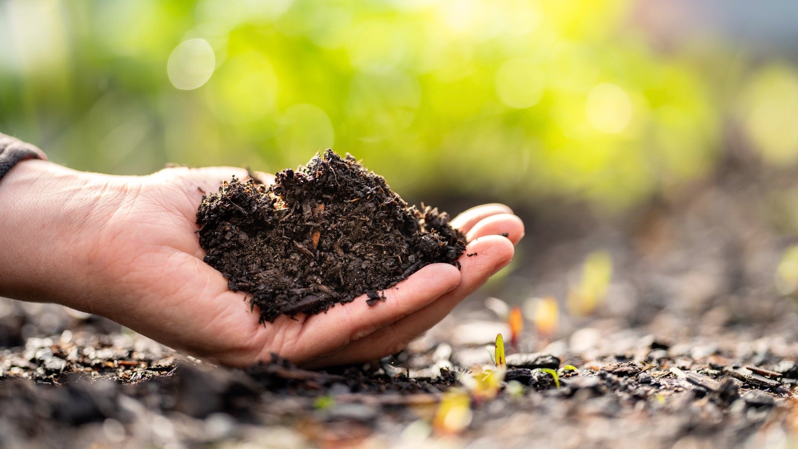 Close-up of a gardener's hand holding a handful of fresh, wet black compost for fast soil improvement.