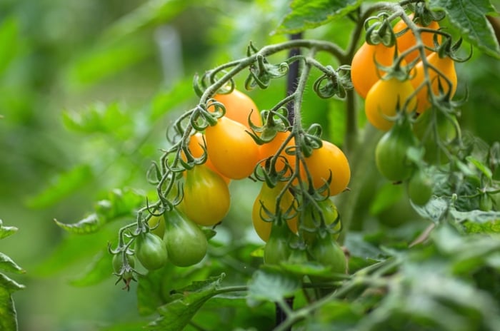 A cluster of ripening indeterminate tomato variety with small pear-shaped fruits of bright yellow color among jagged green foliage in the garden.