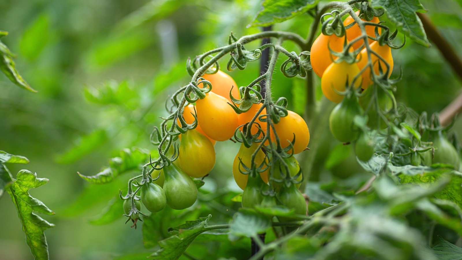 A cluster of ripening indeterminate tomato variety with small pear-shaped fruits of bright yellow color among jagged green foliage in the garden.