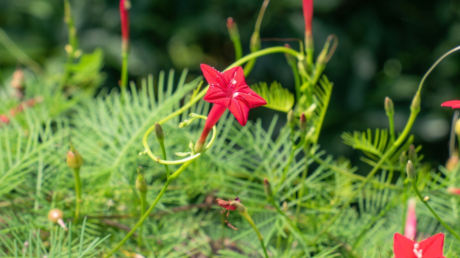 Slender green stems support feathery, thread-like leaves and small, star-shaped red flowers scattered throughout.