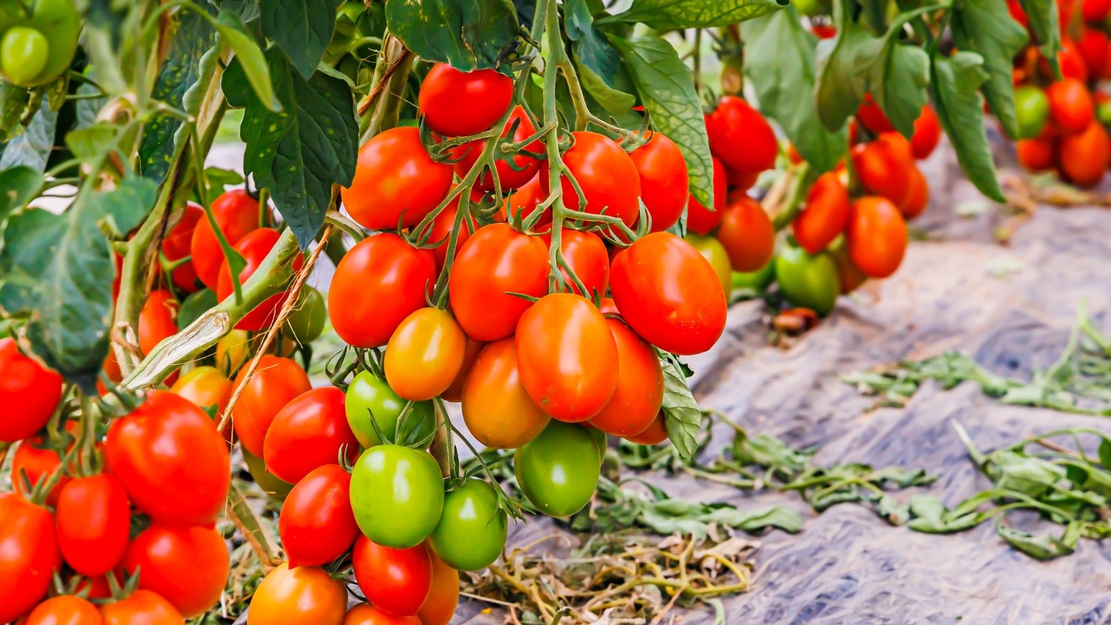 Clusters of smooth, elongated Italian Roma tomatoes ripening from green to vibrant red on leafy, sturdy garden plants.
