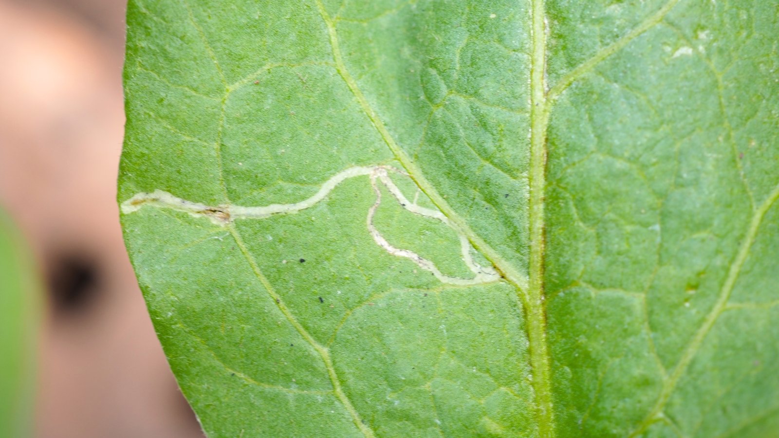 Close-up of a green leaf showing pale, winding trails and translucent patches caused by leafminer damage.