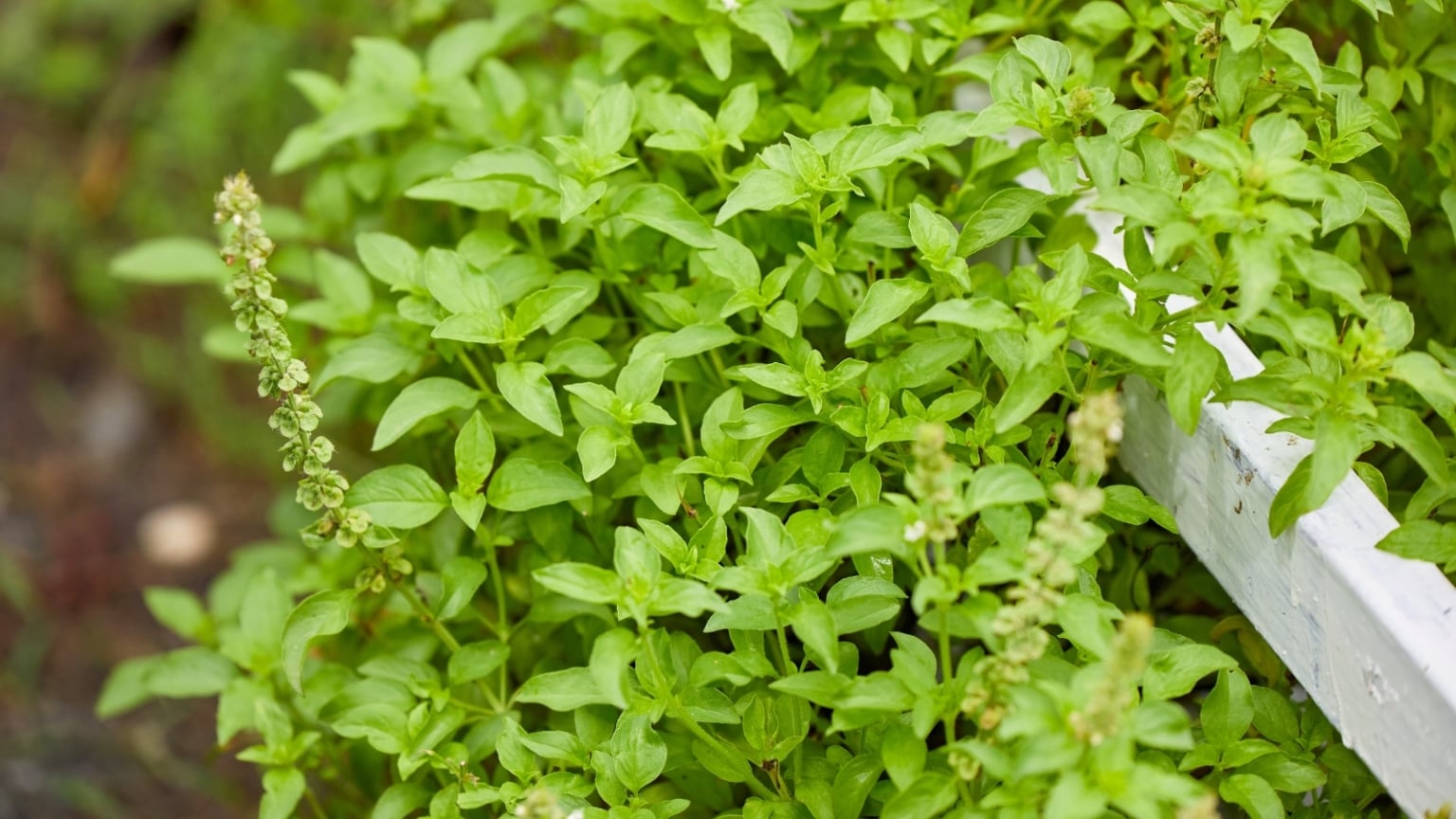 17 Best Basil Varieties For Making Pesto
