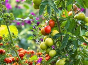 Vibrant red and orange marigolds bloom beside a tall tomato plant with clusters of ripening green and red fruits, showcasing their role as magic tomato companions.