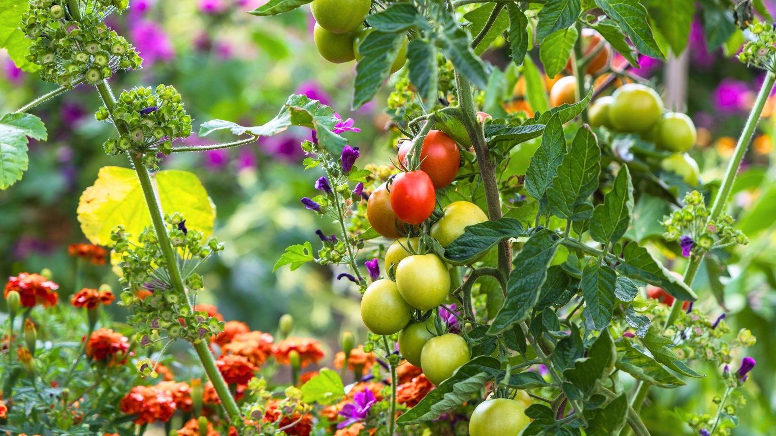 Vibrant red and orange marigolds bloom beside a tall tomato plant with clusters of ripening green and red fruits, showcasing their role as magic tomato companions.