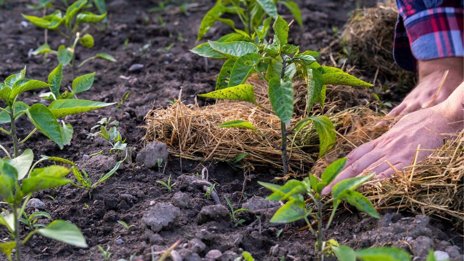 Close-up of a man's hands spreading straw mulch over rows of young pepper plants with vibrant green, pointed leaves.