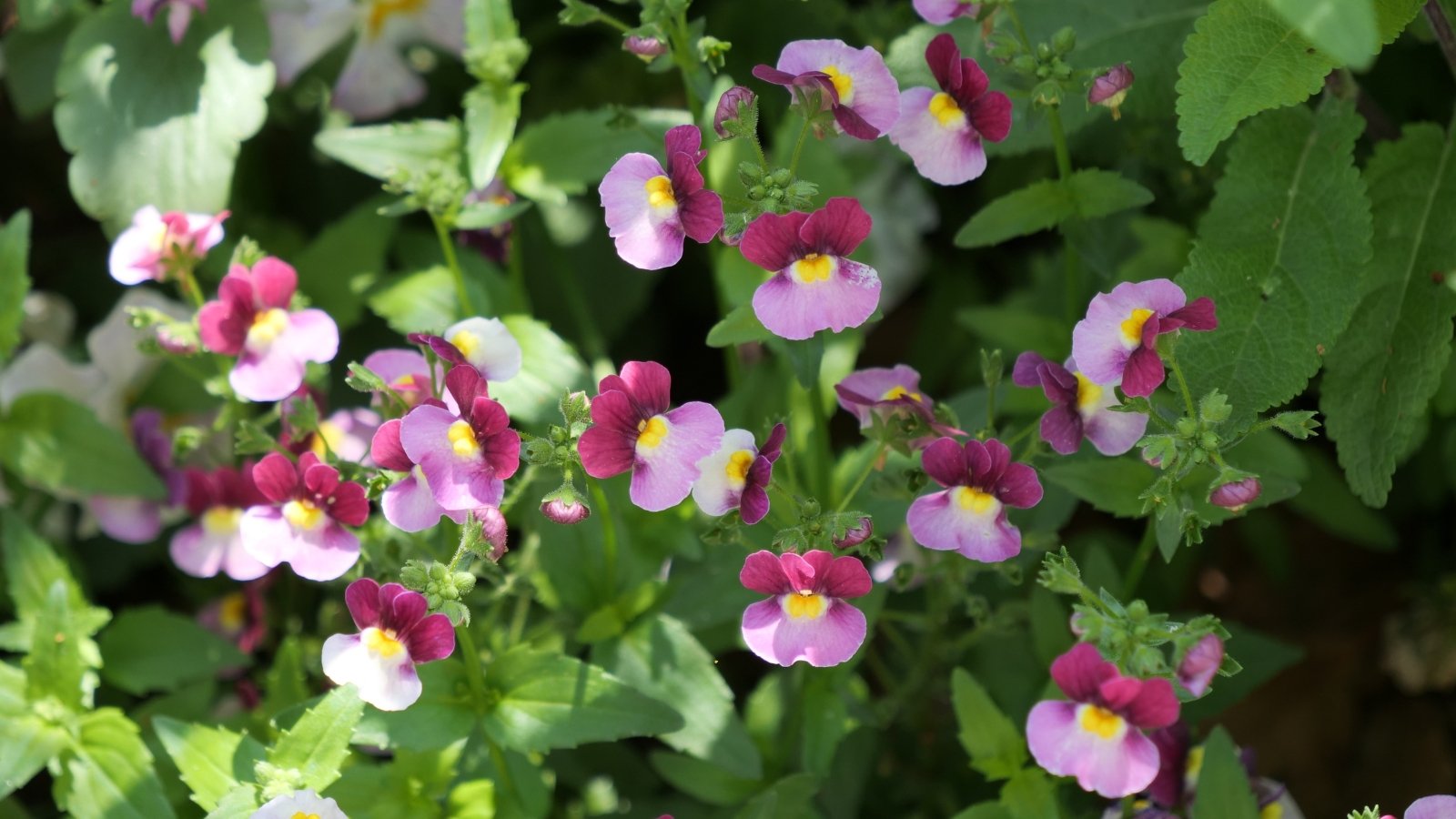 Clusters of deep mulberry-purple flowers with soft yellow centers bloom atop upright green stems with fine, lance-shaped leaves.