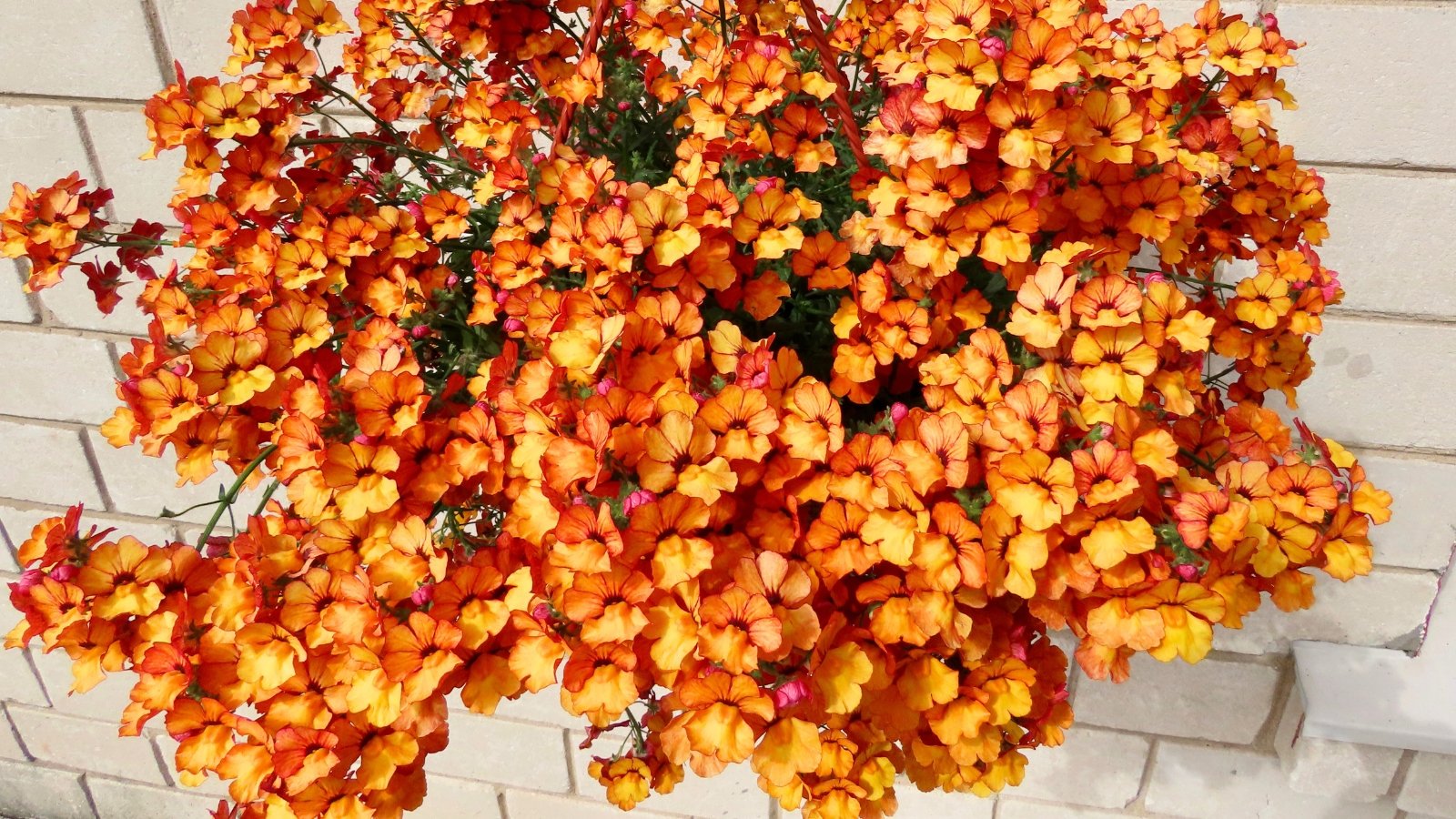 Bright kumquat-orange and soft pink bicolored blooms cluster on upright green stems with narrow, toothed leaves in a large white hanging pot.