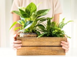 A woman holds a wooden box with two new plants on budget—a fern and a Philodendron Birkin—acquired through a plant exchange.