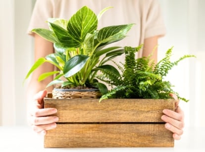 A woman holds a wooden box with two new plants on budget—a fern and a Philodendron Birkin—acquired through a plant exchange.
