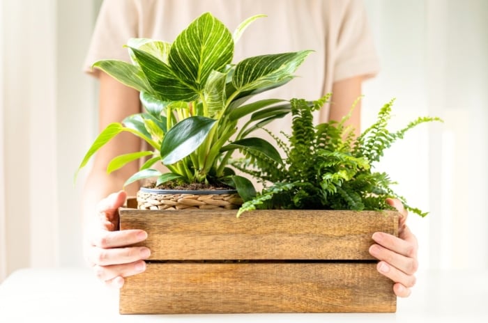 A woman holds a wooden box with two new plants on budget—a fern and a Philodendron Birkin—acquired through a plant exchange.