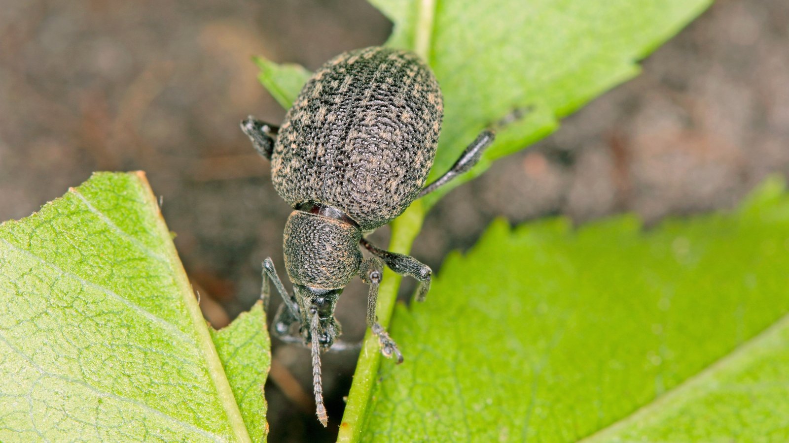 Close-up of a black, textured insect with a snout-like face resting on green foliage.