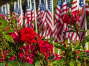 Close up of bright red roses blooming against a blurred background of American flags in a garden displaying patriotic Independence Day flowers.