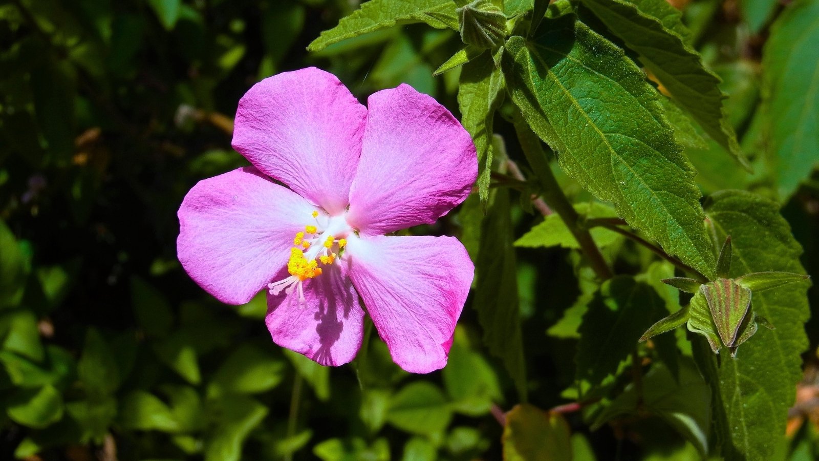 A single, delicate five-petaled flower in shades of rosy pink, with a bright white center and a cluster of vivid yellow stamens, stands out against a backdrop of deep green, textured leaves.