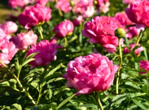 Large, ruffled blossoms with pink petals rise above deep green, lobed leaves on tall, sturdy stems, showing how some perennials take to bloom with dramatic flair.