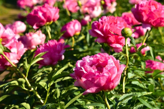 Large, ruffled blossoms with pink petals rise above deep green, lobed leaves on tall, sturdy stems, showing how some perennials take to bloom with dramatic flair.